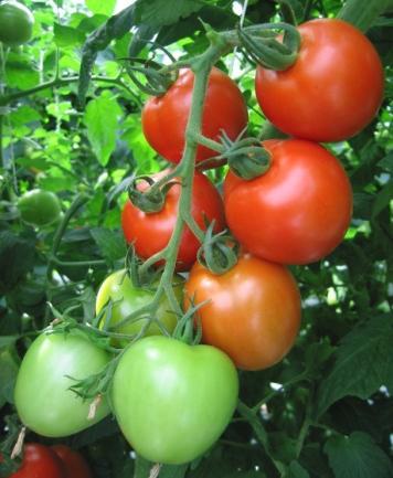 Tabela 2. Średnie wartości dla wybranych cech morfologicznych owoców płodnych linii pomidora pod osłony. Linia Barwa owocu dojrzałego 1 Masa owocu 2 (g) Współcz.