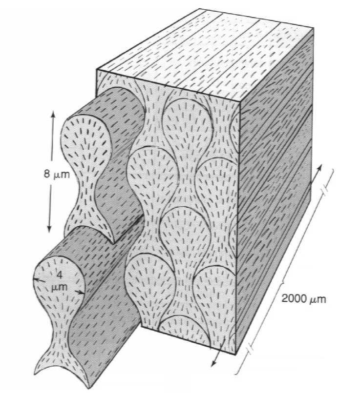 średnica 4 x 8 µm długość równa grubości szkliwa (ok.