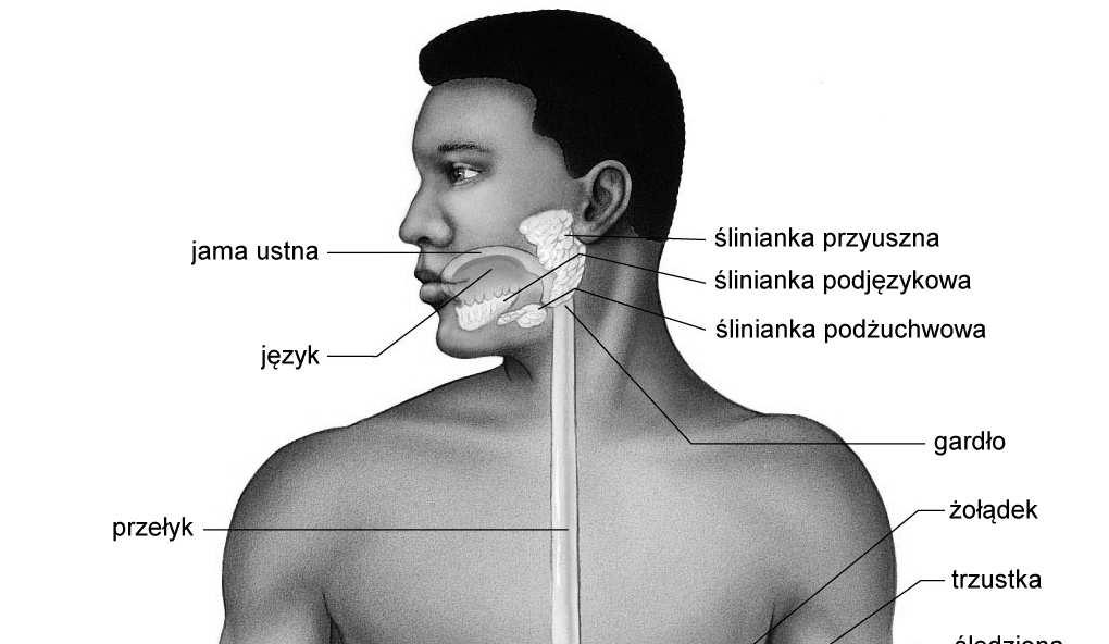 Receptory smakowe smak słony: kanały sodowe smak kwaśny: