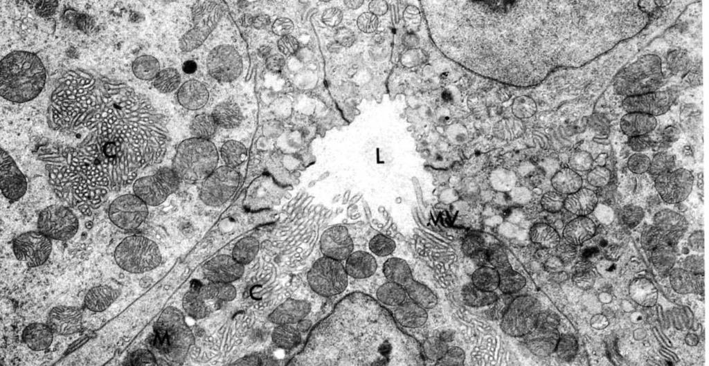 stymulacja gastryna acetylocholina histamina Komórki okładzinowe produkują HCl