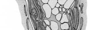(lipoproteiny) Substancje proste
