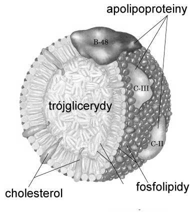 enterocyty kubkowe