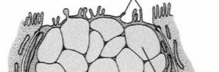 ektoenzymami) liczne organelle