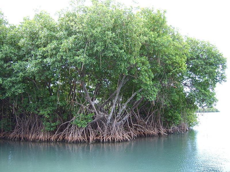 Wybrzeże namorzynowe (mangrowe) powstaje w strefie tropikalnej, na płaskim wybrzeżu porośniętym namorzynami, na którym