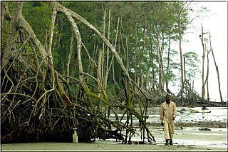 W czasie przypływu drzewa znajdują się pod wodą a miedzy korzeniami gromadzą się osady i narasta brzeg.