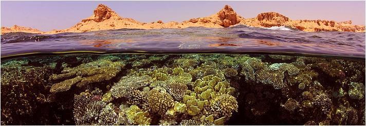 Największa rafa koralowa ciągnie się wzdłuż wschodnich wybrzeży Australii jest to Wielka Rafa Koralowa, mająca ok. 2000 km.