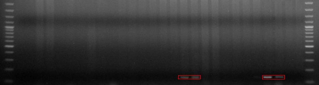 podobnej wielkości (fot. 2). M 1 1 2 2 3 3 4 4 5 5 6 6 7 7 8 8 9 9 10 10 11 11 12 12 P P N N M Fot. 2. Obraz elektroforetyczny produktów PCR w 1,5% żelu agarozowym po włączeniu do reakcji pary starterów Lrk10D1 i Lrk10D2.