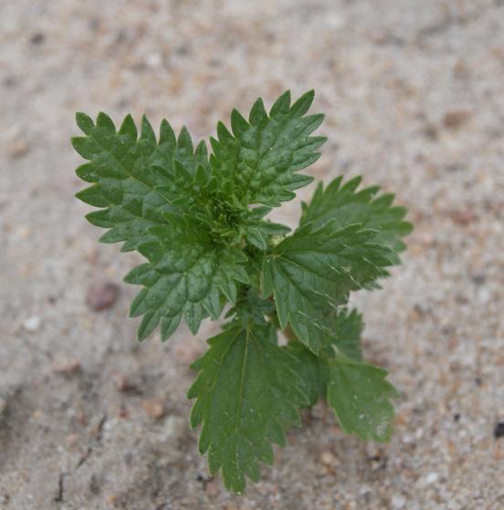 (URTICA