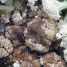 1 2 3 CZERŃ KRZYŻOWYCH OBJAWY NA RÓŻY KALAFIORA (1 I 2) ORAZ NA LIŚCIU (3) Gnicie róż kalafiora Rząd: Pseudomonadales Rodzina: Pseudomonadaceae Gatunek: