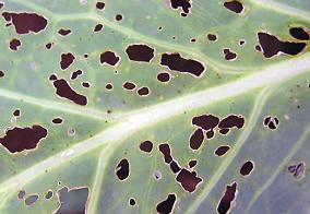 wy podobne do osobników dorosłych, są od nich tylko nieco mniejsze. Biologia. Żywicielem zimowym jest brzoskwinia.