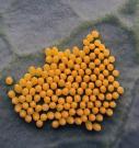 piętość skrzydeł 15 mm. Jaja są białawe, owalne. Larwa ma 11 par odnóży, długość od 2 do 20 mm i kształtem przypomina gąsienice motyli.