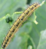 Jest niemrawa i łatwo spada z liścia przy poruszeniu rośliną. Biologia. Dorosła larwa zimuje w kokonie w glebie na głębokości ok. 5 cm. Wiosną na przełomie maja i czerwca wylatują dorosłe błonkówki.