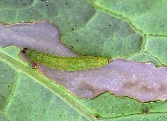 Roślina jest zanieczyszczona odchodami. Morfologia. Jest to duży motyl o rozpiętości skrzydeł ok. 50 mm. Skrzydła biało-kremowe. Górny róg przednich skrzydeł jest czarny.