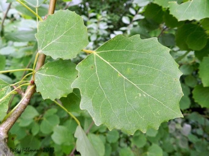 Populus tremula topola