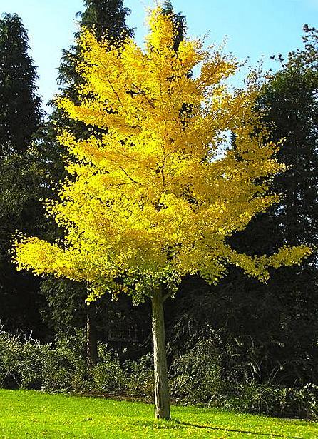 Ginkgo biloba miłorząb