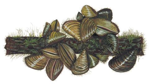 Małże (Bivalvia) morskie Mytilus