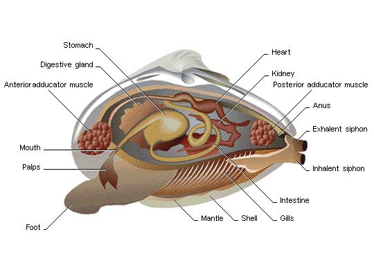 Gromada: Bivalvia - małże żołądek wątrobo-trzustka zwieracz przedni SCHEMAT BUDOWY serce nerka zwieracz tylny odbyt otwór gębowy płaty gębowe