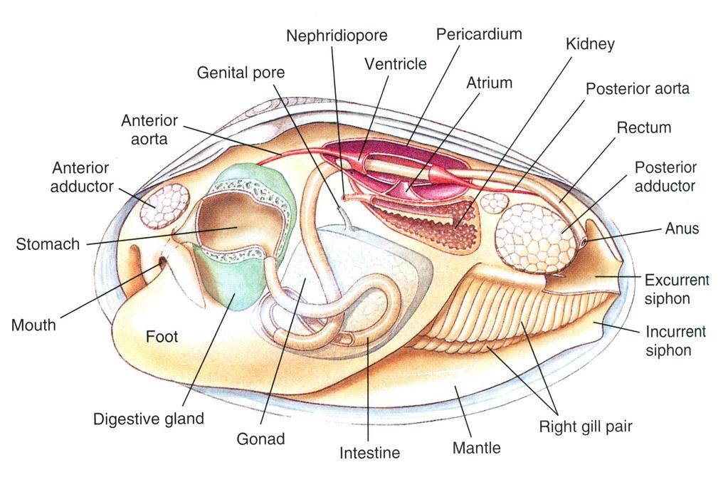 zwieracz przedni żołądek otwór gębowy aorta przednia Gromada: Bivalvia - małże noga otwór płciowy SCHEMAT BUDOWY otwór wydalniczy serce
