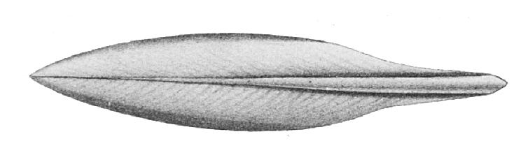 Podgromada: Dibranchiata dwuskrzelne na głowie dziesięć (Decabrachia) lub osiem