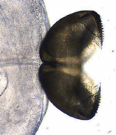 Gromada: Bivalvia - małże GLOCHIDIUM larwa słodkowodnych