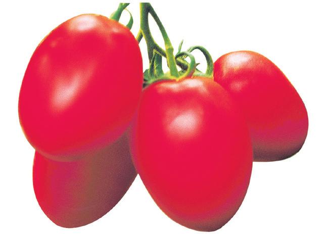 W tej grupie dominują odmiany o owocach koloru czerwonego i malinowego, w kształcie lekko spłaszczonym, lekko lub mocno żebrowanym, Bawole