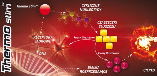 jakości standaryzowane składniki dobrane tak, aby zapewnić kompleksowe działanie i optymalne wykorzystanie tłuszczów w procesach metabolicznych. Najwyższa koncentracja substancji aktywnych!