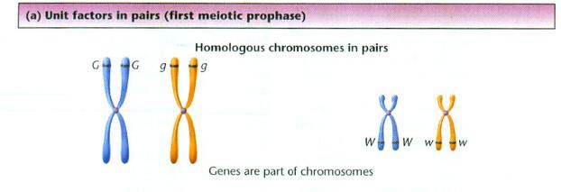 Geny i chromosomy } Dwa allele genu dwa chromosomy homologiczne u organizmów