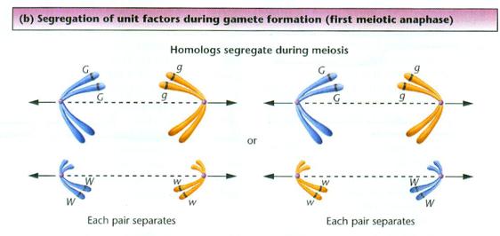 Geny i chromosomy } Segregacja alleli do gamet (I prawo Mendla) koreluje z zachowaniem