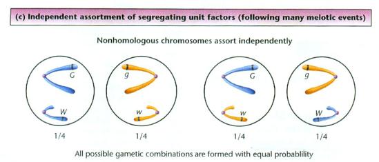 Geny i chromosomy } Niezależne dziedziczenie alleli różnych genów niezależna segregacja