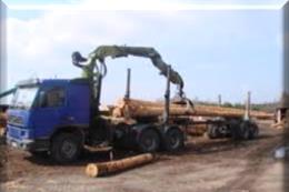 Według aktu powołującego, rezerwat utworzono w celu zachowania fragmentu naturalnych drzewostanów jodłowych oraz mieszanych z udziałem jodły (Abies alba) na północnej granicy zasięgu w Puszczy
