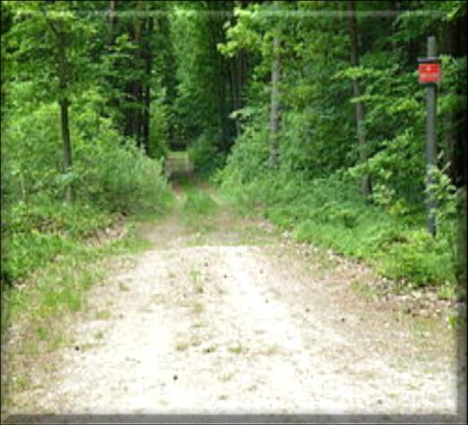 Według aktu powołującego, rezerwat utworzono w celu zachowania fragmentu naturalnych