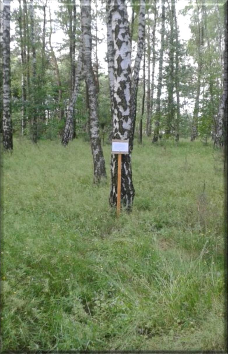 BRZOZA Brzoza to gatunek, który trwale kojarzy się z polskim krajobrazem.