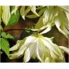 Dane aktualne na dzień: 24-05-2017 00:29 Link do produktu: http://www.goldplants.eu/powojnik-lemon-dream-jasnocytrynowy-clematis-lemon-dream-p-1652.