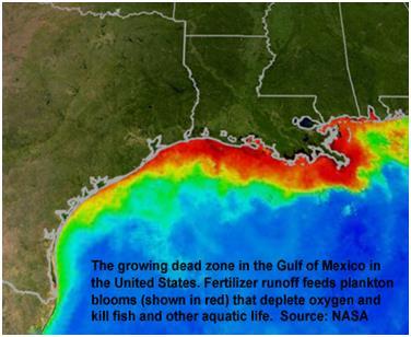 Dead zone w Zatoce Meksykańskiej