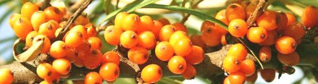 Tab.1. Podstawowy średni skład chemiczny owoców rokitnika i frakcji miąższu Tab. 1. Basic average chemical composition of sea-buckthorn berries and pulp fractions.