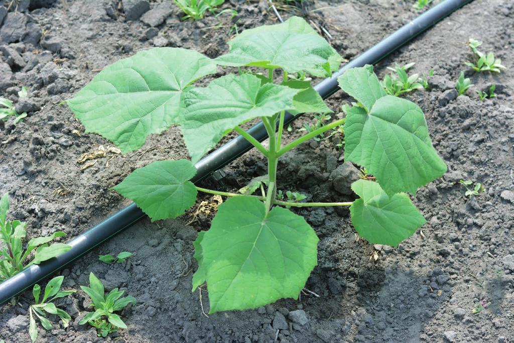 2. SADZENIE Termin sadzenia jest najważniejszym spośród wszystkich czynników, jakie należy wziąć pod uwagę przy zakładaniu plantacji.