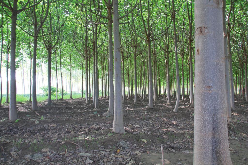 4. OCHRONA PLANTACJI PRZED ZWIERZYNĄ LEŚNĄ Młode pędy świeżo posadzonych roślin są ulubionym pokarmem zwierzyny leśnej. W celu zabezpieczenia plantacji stosuje się zazwyczaj dwie metody: 1.