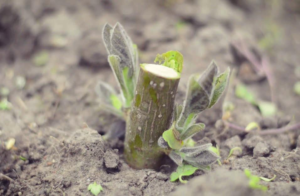 6. NAWOŻENIE Oxytree mogą rosnąć na glebach o niskiej zawartości składników odżywczych. Duże przyrosty i odpowiedni rozwój osiągną jednak dzięki odpowiedniej ilości składników odżywczych.