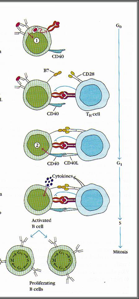 Limfocyty B sygnał