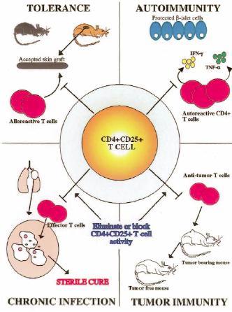 Supresorowe właściwości komórek CD4+CD25+ - korzystne: transplantologia, choroby