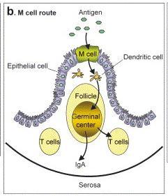 Pobieranie Ag przez komórki M Antygen pobrany przez komórki M pokrywające kępki Peyer a