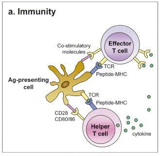 Odpowiedź immunologiczna Związanie przez receptor TCR