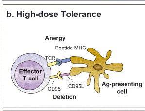 Tolerancja związana z dużą dawką antygenu Wiązanie TCR/peptyd-MHC bez