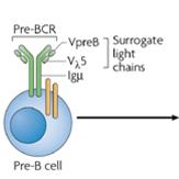 Tolerancja limfocytów B W trakcie rozwoju limfocytów B dochodzi do losowej rearanżacji genów dla łańcucha ciężkiego i lekkich przyszłych funkcjonalnych immunoglobulin.