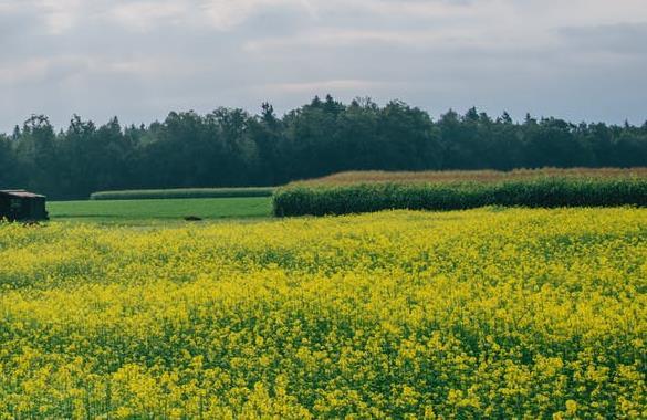 Wzrost sprzedaży zagranicznej produktów AGRO Rejestracja kolejnego nowego produktu w Polsce