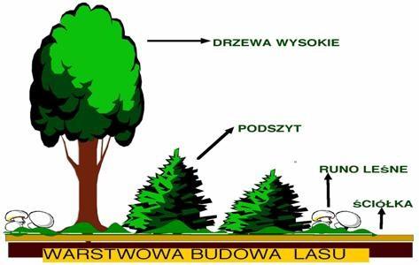 6. Nauczyciel zadaje dzieciom pytania dotyczące poszczególnych warstw lasu. Dzieci udzielają odpowiedzi, wymieniają przykłady roślin. 7.