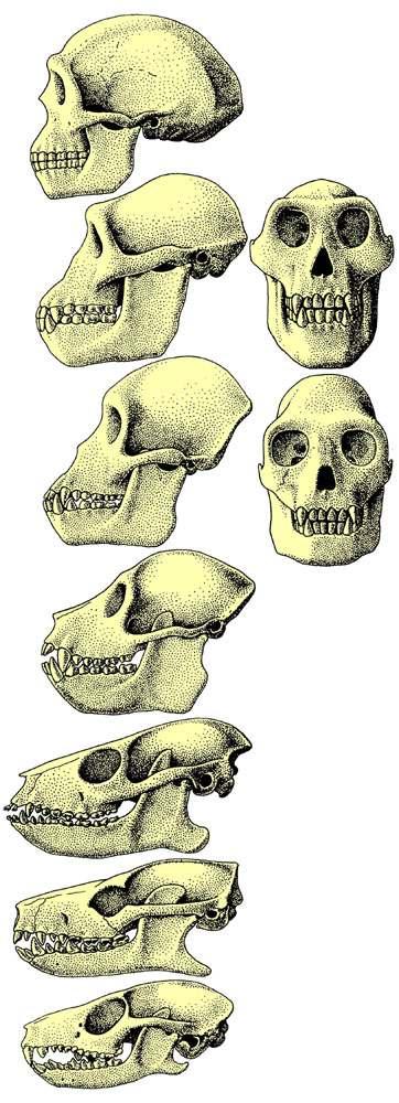 PRIMATES MAŁPI RODOWÓD sens przemian Hominidae Homo 50 tys lat rozrost mózgu Australopithecus 4 mln lat dwunożność Proconsul 18 mln lat wzrok i chwyt dłoni kluczowe osłona oczu: zamknięcie łuku