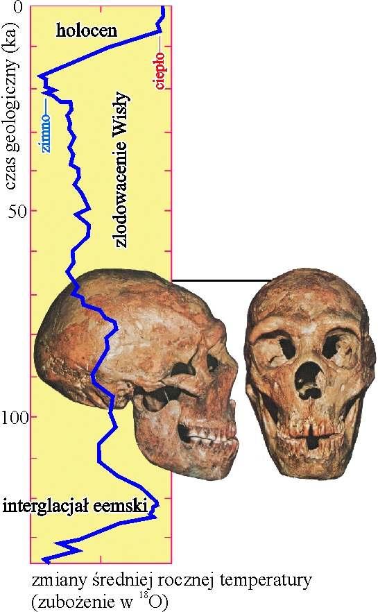 HOMO NEANDERTALCZYK kultura mustierska kultura Moustierian w łagodnych