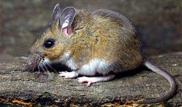 RODENTIA GAMA