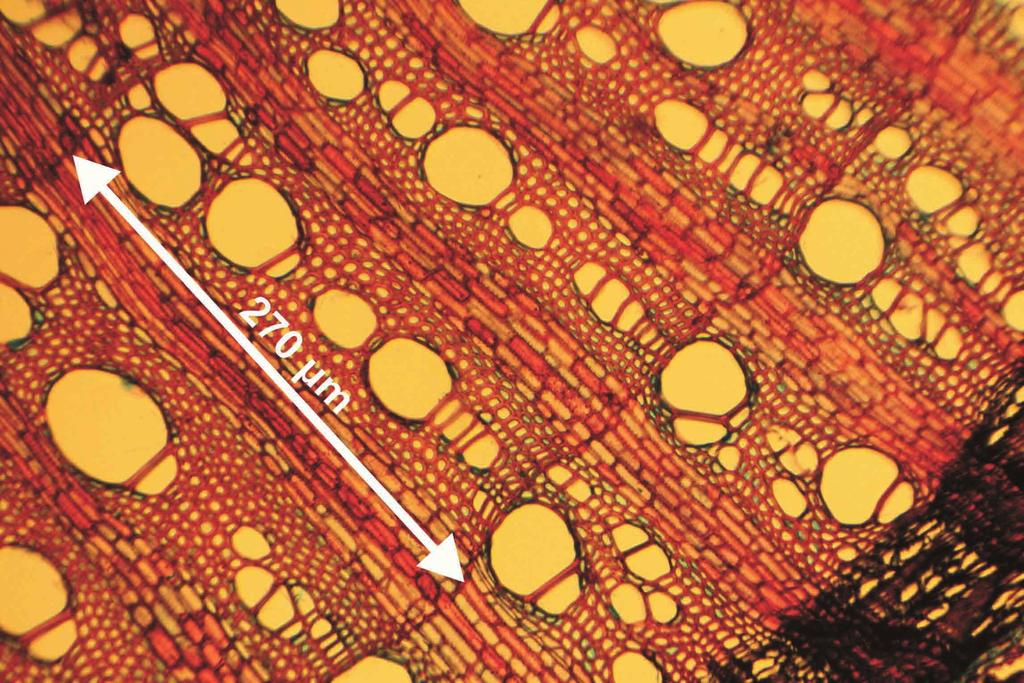 SFIg = [(ATmax + ATmin)/2] Tmin_abs ATmax - œrednia miesiêczna maksymalna temperatura powietrza, ATmin - œrednia miesiêczna minimalna temperatura powietrza, Tmin_abs - absolutna minimalna miesiêczna